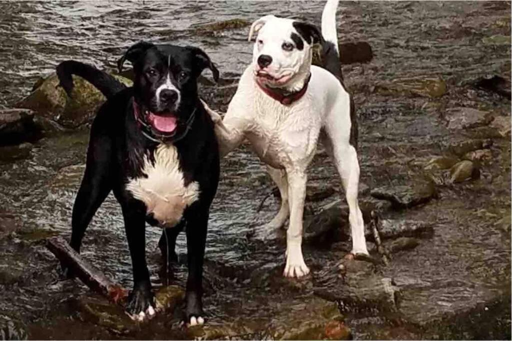 Roscoe Cottage Pet Friendly Kültér fotó